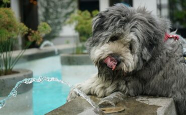 貓貓狗狗每日需要飲多少水？ (1)
